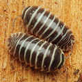 Armadillidium maculatum "Perfect Zebra"