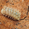 Armadillidae sp Qilin