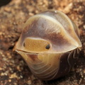 Cubaris sp Golden Rutilated