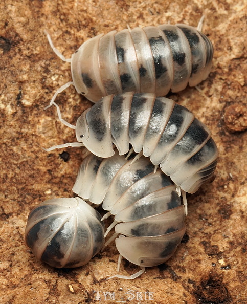 a_offi_tamarix_2.jpg
