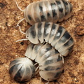 Armadillo officinalis "Tamarix"
