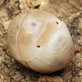 Armadillo officinalis "Dalmatian"