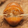 Cubaris sp "Golden Rutilated"