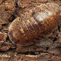 Filipinodillo sp "Bicolano"