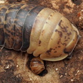 Filipinodillo sp "Giant Bumblebee"