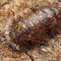 Filipinodillo sp "R5 Giant"