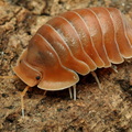 Cubaris sp "Crabby"