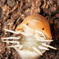 Cubaris sp "Daxin Tricolor"