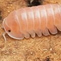 Cubaris sp "Sakura"