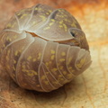 Armadillidium amegloi