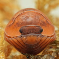 Cubaris sp "Orange Tiger"