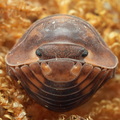 Cubaris sp "Red Tiger"
