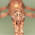 Pterinoxylus crassus