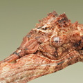 Pterinoxylus crassus
