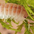 Nesodillo sp "Kuri Utsuri"