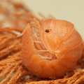 Cubaris sp "Soda"
