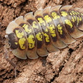 Porcellio tortonesi
