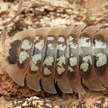 Porcellio tortonesi