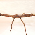 Pterinoxylus crassus