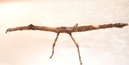 Pterinoxylus crassus