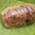 Filipinodillo sp "Bicolano"