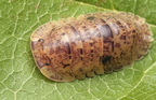 Filipinodillo sp "Bicolano"