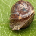 Filipinodillo sp "R5 Giant"