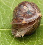 Filipinodillo sp "R5 Giant"