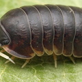 Filipinodillo sp "White Antenna"
