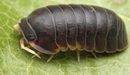 Filipinodillo sp "White Antenna"
