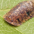 Filipinodillo sp "R5 Giant"