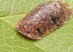 Filipinodillo sp "R5 Giant"