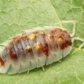 Oniscus asellus "Mardi Grass Orange"