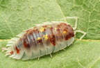 Oniscus asellus "Mardi Grass Orange"
