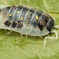 Oniscus asellus "Mardi Grass"