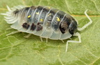 Oniscus asellus "Mardi Grass"