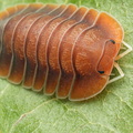 Troglodillo sp "Vex"