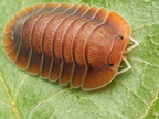 Troglodillo sp "Vex"