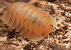 Cubaris sp "Golden Rutilated"