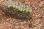 Troglodillo sp "Green Spot"