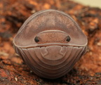 Troglodillo sp "Herringbone"